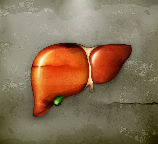 Human liver, old-style vector