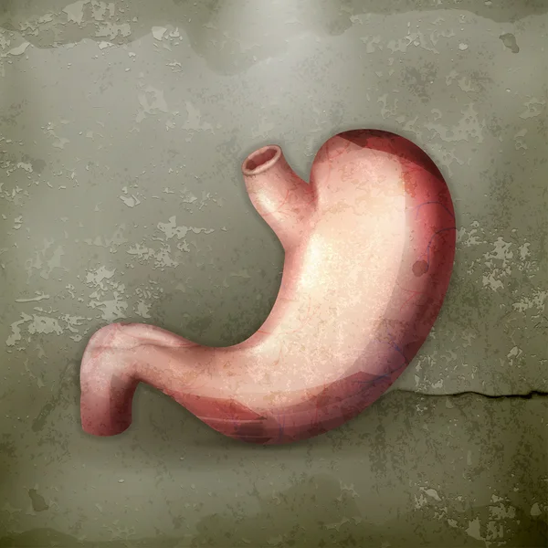 Estómago humano, vector de estilo antiguo — Vector de stock