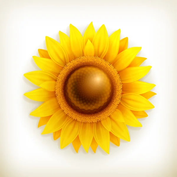 Tournesol, vecteur — Image vectorielle