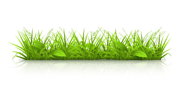 Grass, vector