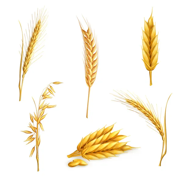 Wheat, vector set — Stock Vector