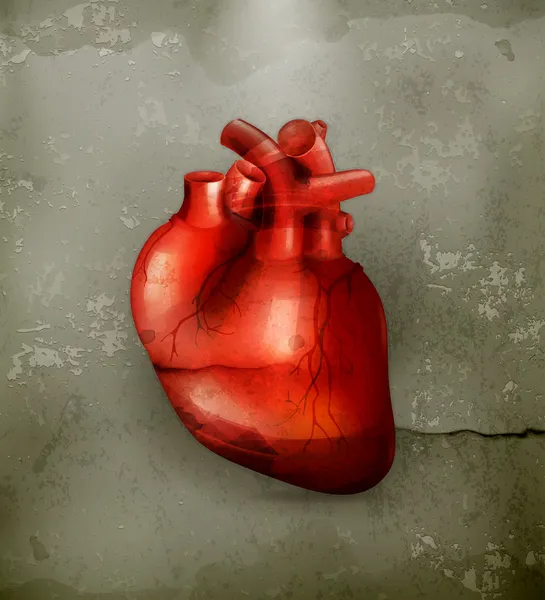 Featured image of post Corazon Anatomia Vector Share embed anatomia del corazon