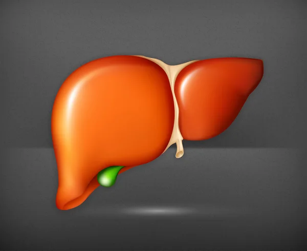 Human liver, vector — Stock Vector
