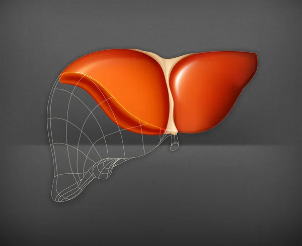 Karaciğer yapısı, vektör — Stok Vektör