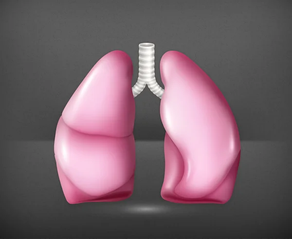 Human lungs, vector — Stock Vector