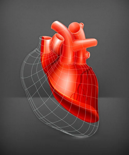 Estrutura cardíaca, vetor — Vetor de Stock