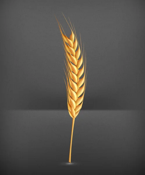 Wheat, vector — Stock Vector