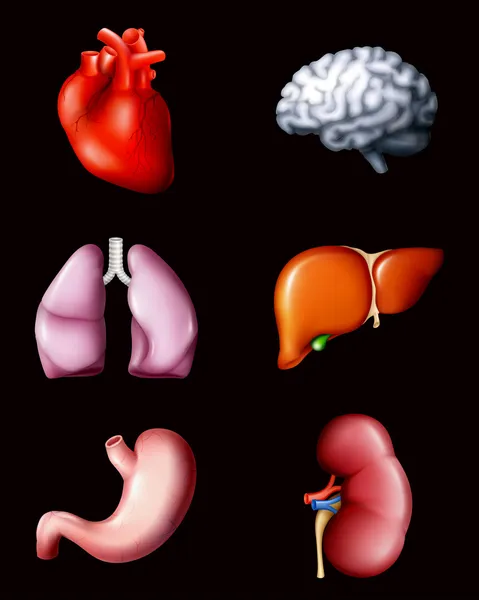 Internal human organs, on black — Stock Vector