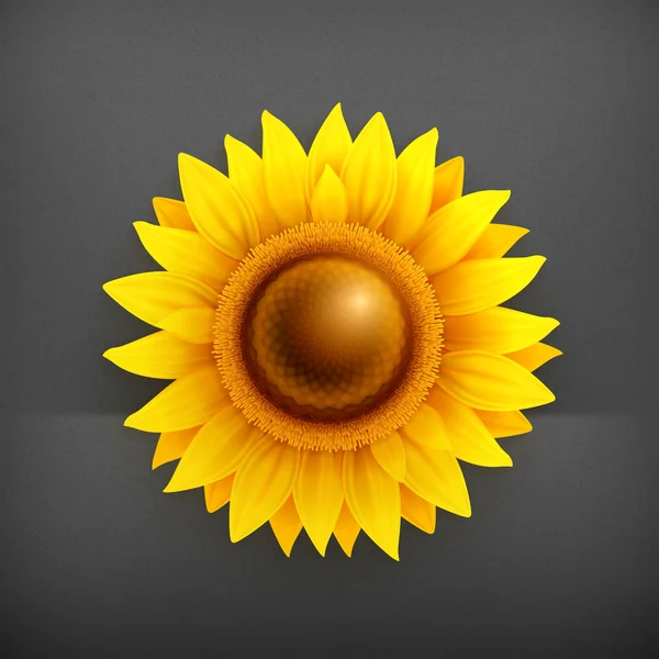 Sunflower, vector — Stock Vector