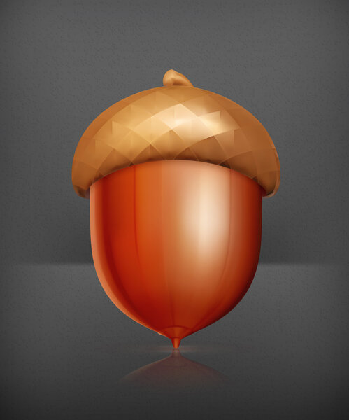 Acorn, vector