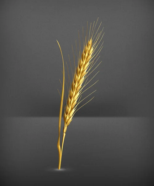 Ухо вектора пшеницы — стоковый вектор