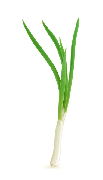 Cebolla verde, vector — Vector de stock