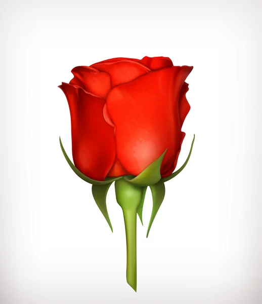 Red rose vector — Stock Vector