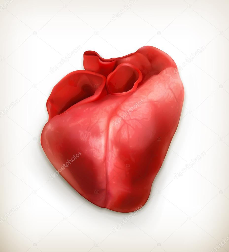 Human heart, vector