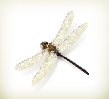 Dragonfly, realistic vector vector Dragonfly, realistic vector vector