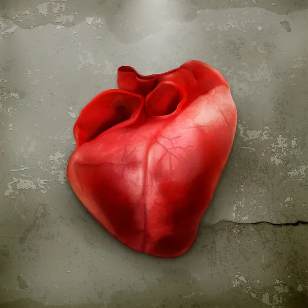 İnsan kalbi eski stil vektör — Stok Vektör