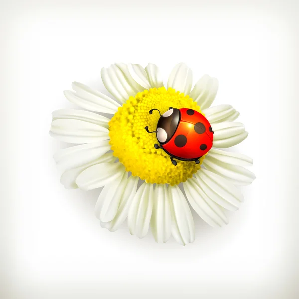 Ladybug and chamomile, vector — Stock Vector