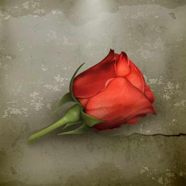 赤いバラのベクトル — ストックベクタ