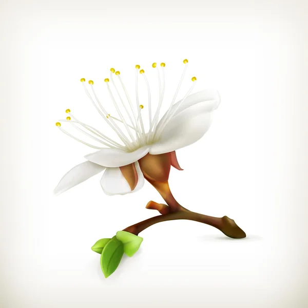 Kiraz çiçeği, vektör — Stok Vektör