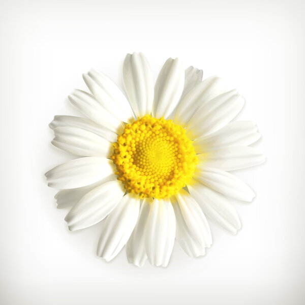 Chamomile, vector