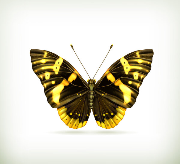 Векторный значок бабочки
