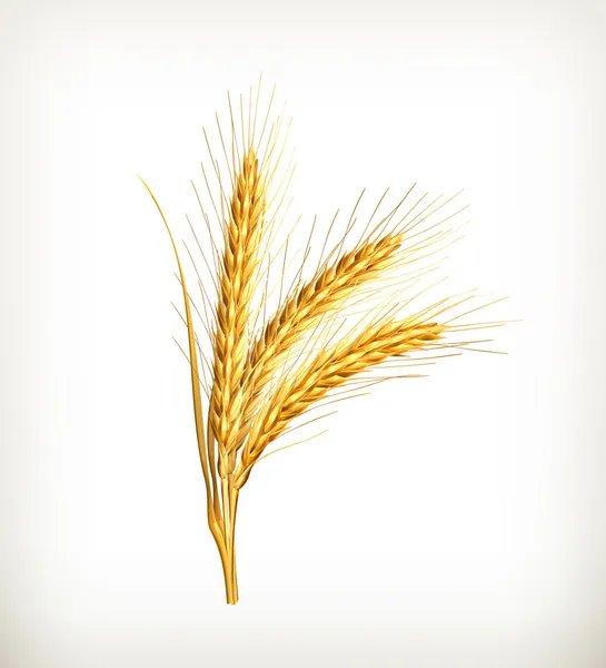 Ears of wheat, vector — Stock Vector