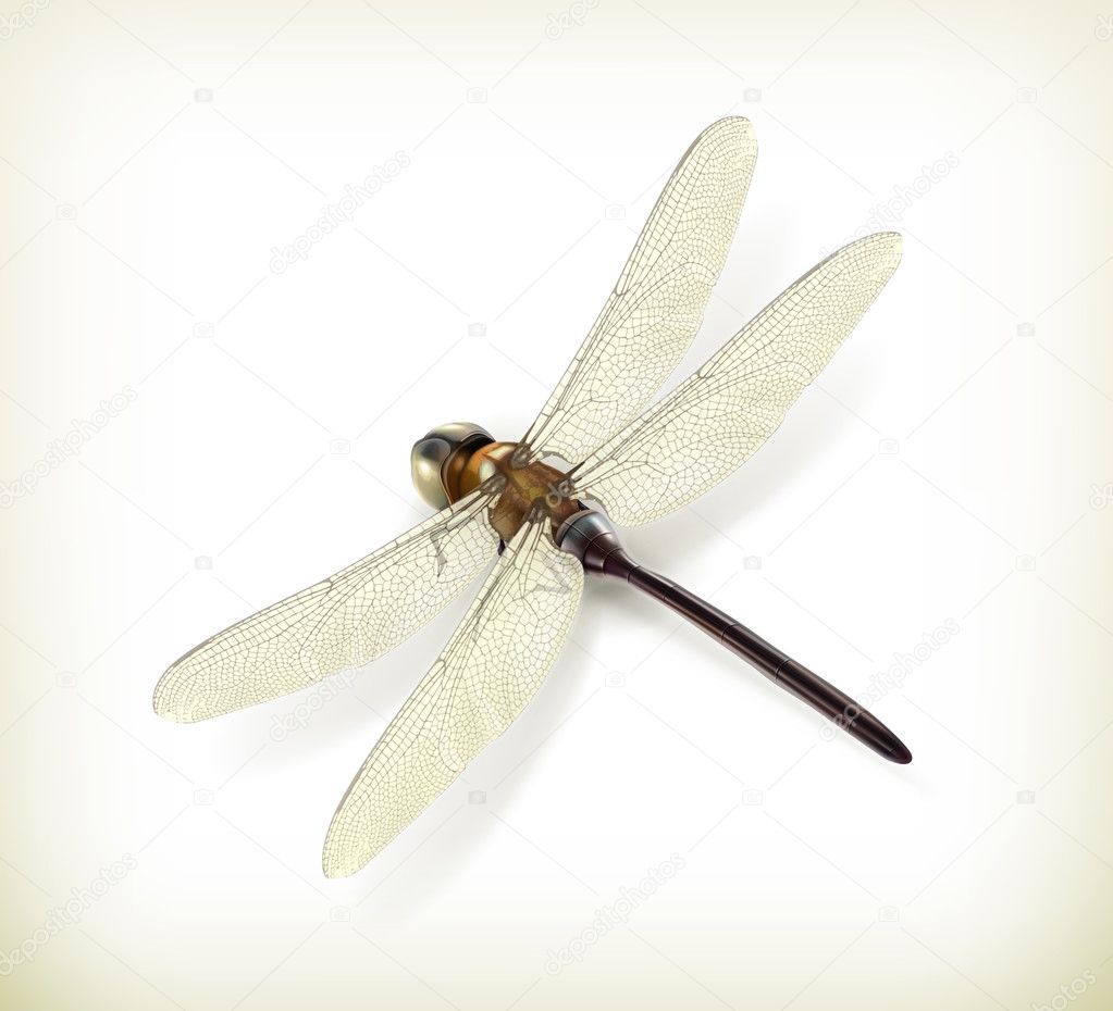 Dragonfly, realistic vector