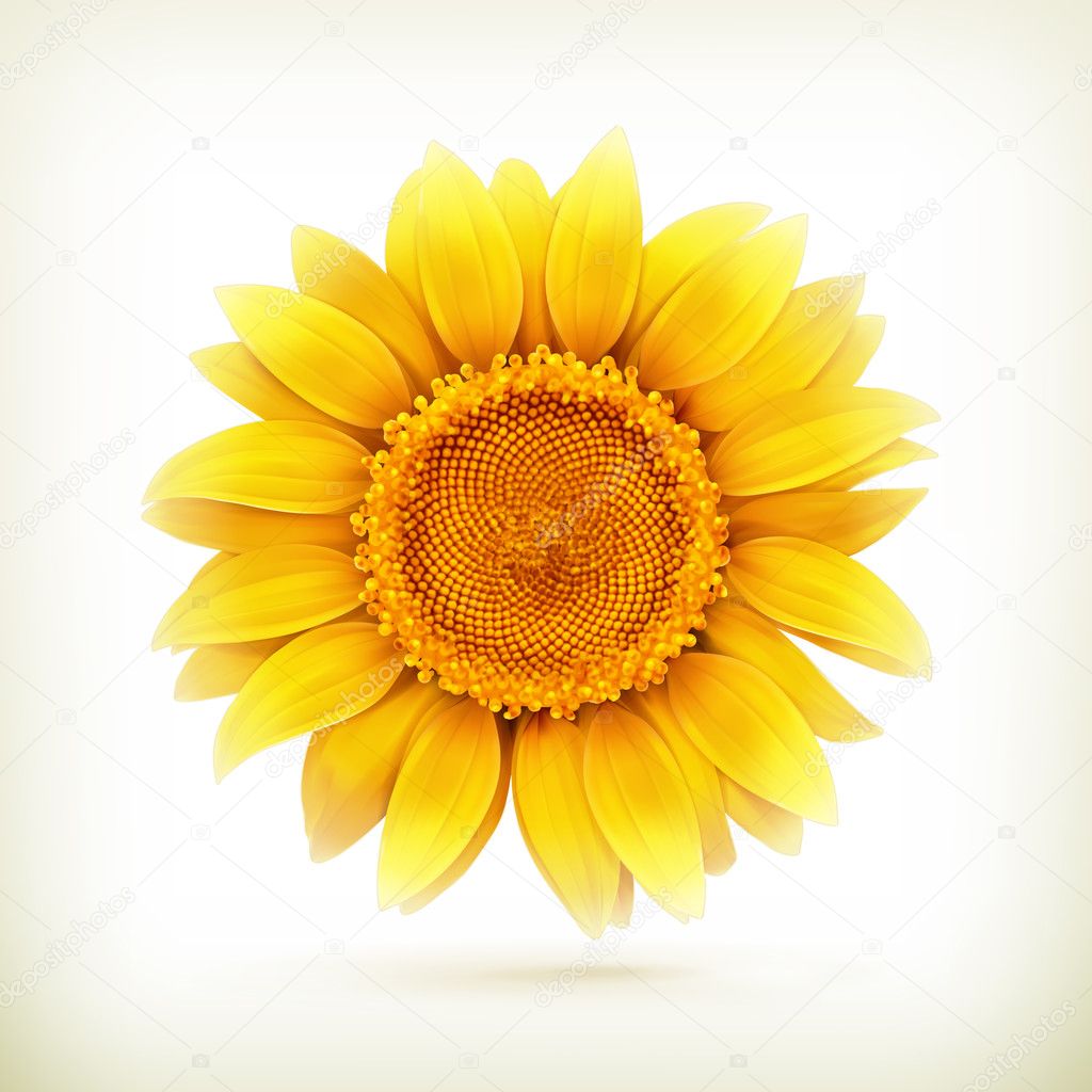 Sunflower, high quality vector illustration