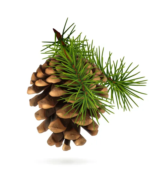 Pine cone vector illustration — Stock Vector