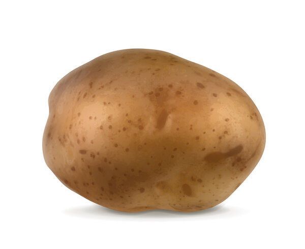 Potato, vector illustration