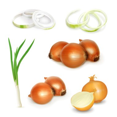 soğan seti, vektör çizim