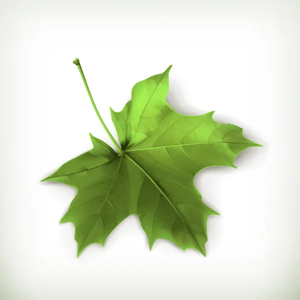 Feuille d'érable, vert — Image vectorielle