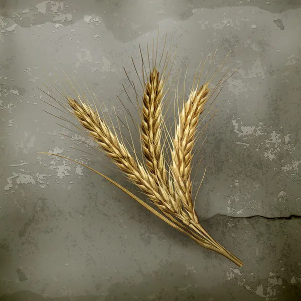 小麦の耳、古いスタイルのベクトル — ストックベクタ