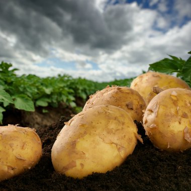Freshly dug potatoes on a field
