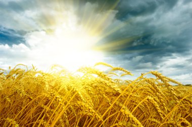 Golden sunset over wheat field clipart