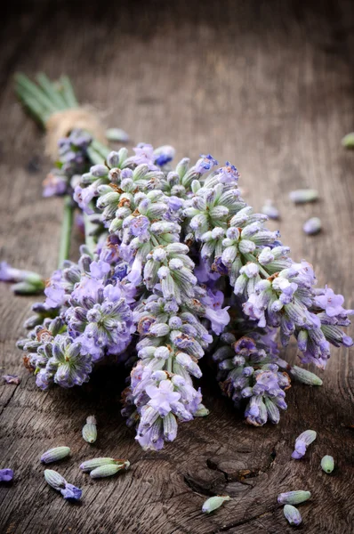 Massa färsk lavendel — Stockfoto