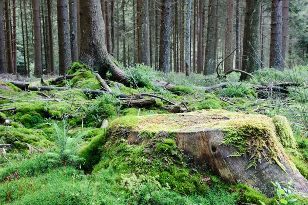 Grand tronc d'arbre dans la forêt d'été — Photo