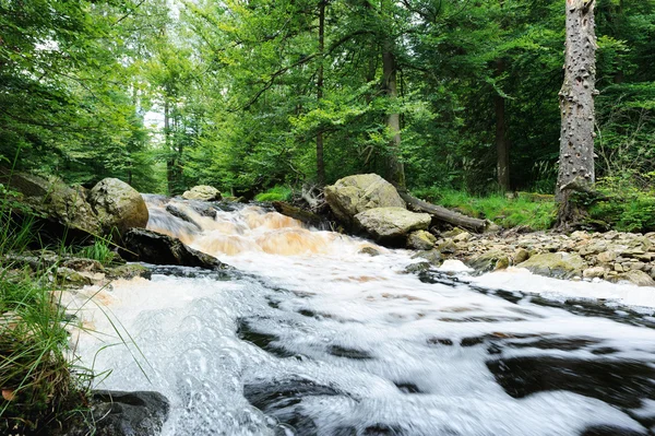 Zomer bos stream — Stockfoto