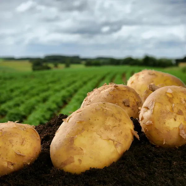 Frisch gegrabene Kartoffeln auf einem Feld — Stockfoto