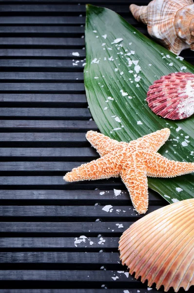 Borde de concha marina con hoja verde — Foto de Stock