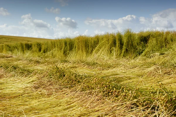 Vlas veld tijdens oogst — Stockfoto