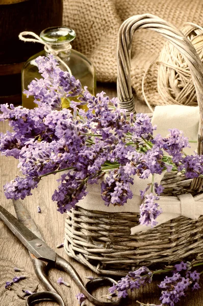 Bund frisch geschnittenen Lavendel — Stockfoto