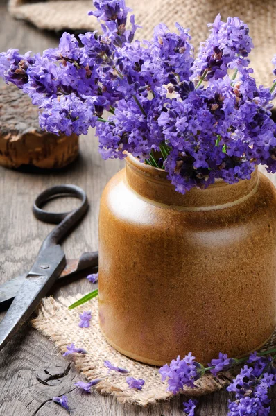 Mazzo di lavanda appena tagliata — Foto Stock