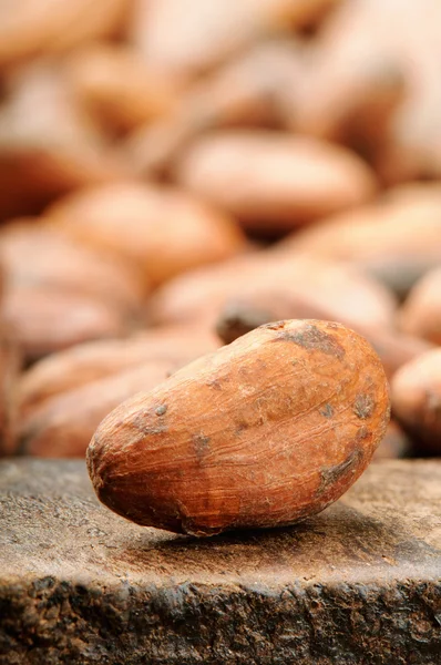 Cocoa bean. Macro — Stock Photo, Image