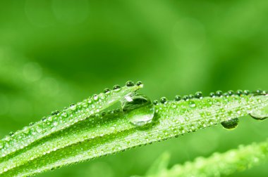 bir çim üzerinde dewdrops yapraklar