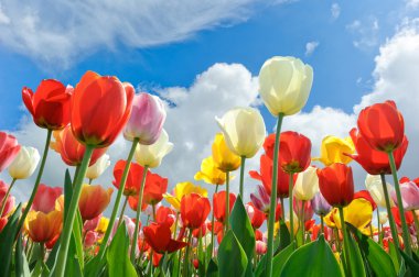 Multicolored tulips clipart