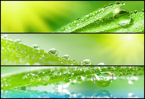 Banners - Grass with dewdrops — Stock Photo, Image