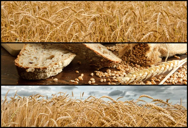 Banner - Grano e Pane — Foto Stock