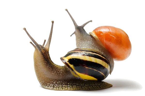 Zwei Schnecken — Stockfoto