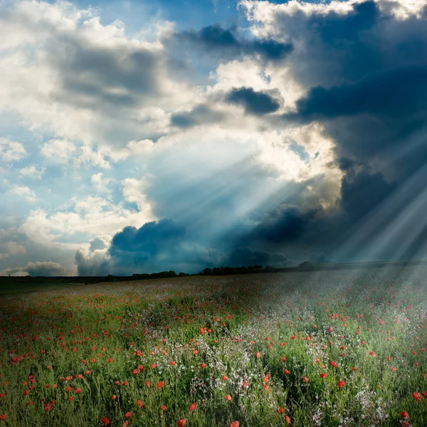 Poppy field with god rays — Stock Photo, Image
